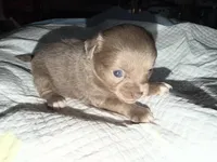 Longhaired female blue fawn w/ white chihuahua pup, a female Chihuahua for sale in Hopkins, MI – Photo 7 of 9