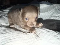 Longhaired female blue fawn w/ white chihuahua pup, a female Chihuahua for sale in Hopkins, MI – Photo 8 of 9