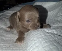 Longhaired female blue fawn w/ white chihuahua pup, a female Chihuahua for sale in Hopkins, MI – Photo 5 of 9