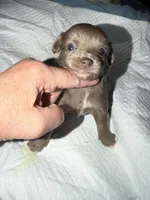 Longhaired female blue fawn w/ white chihuahua pup, a female Chihuahua for sale in Hopkins, MI – Photo 6 of 9