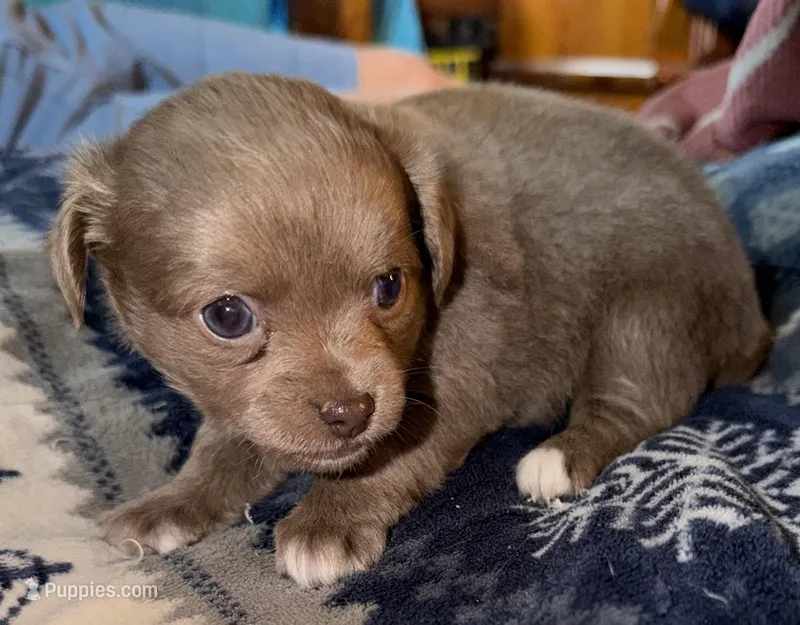 Longhaired female blue fawn w/ white chihuahua pup – Chihuahua puppy for sale in Hopkins, MI