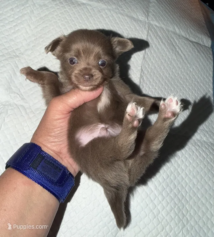 longhaired blue and white chihuahua pup – Chihuahua puppy for sale in Hopkins, MI