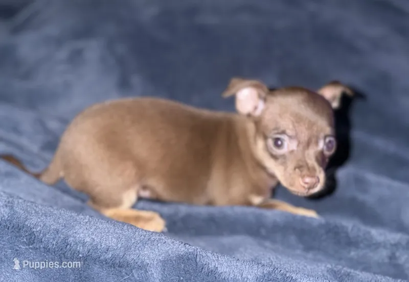 Male chocolate and brown chihuahua pup - READY NOW – Chihuahua puppy for sale in Hopkins, MI