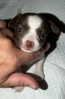 Female purebred chihuahua pup (wide blaze), a female Chihuahua for sale in Hopkins, MI – 2 of 6