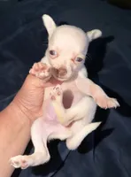 Kahlani's small loving female fawn chihuahua pup , a female Chihuahua for sale in Hopkins, MI – 3 of 9