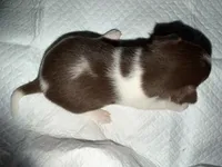 Female White, chocolate & tan chihuahua pup (thin blaze), a female Chihuahua for sale in Hopkins, MI – 3 of 6