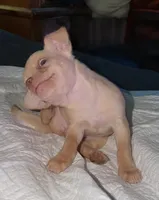 Kahlani's red female chihuahua pup READY NOW, a female Chihuahua for sale in Hopkins, MI – 9 of 10