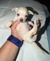Male shorthair fawn chihuahua pup, a male Chihuahua for sale in Hopkins, MI – 1 of 5