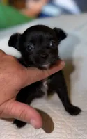 longhaired black and white female chihuahua pup, a female Chihuahua for sale in Hopkins, MI – 6 of 8
