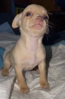 Kahlani's red female chihuahua pup READY NOW, a female Chihuahua for sale in Hopkins, MI – 8 of 10