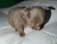 longhaired blue and white chihuahua pup, a male Chihuahua for sale in Hopkins, MI – 3 of 6