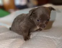 longhaired blue and white chihuahua pup, a male Chihuahua for sale in Hopkins, MI – 6 of 6