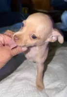 Kahlani's red female chihuahua pup READY NOW, a female Chihuahua for sale in Hopkins, MI – 7 of 10