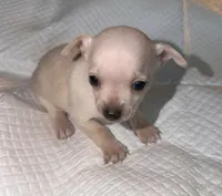 Male shorthair fawn chihuahua pup, a male Chihuahua for sale in Hopkins, MI – 4 of 5