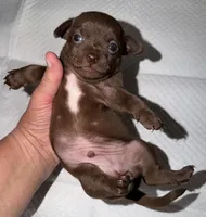 Male dark chocolate and white purebred chihuahua pup, a male Chihuahua for sale in Hopkins, MI – 7 of 7