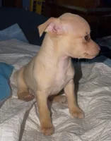 Kahlani's red female chihuahua pup READY NOW, a female Chihuahua for sale in Hopkins, MI – 3 of 10
