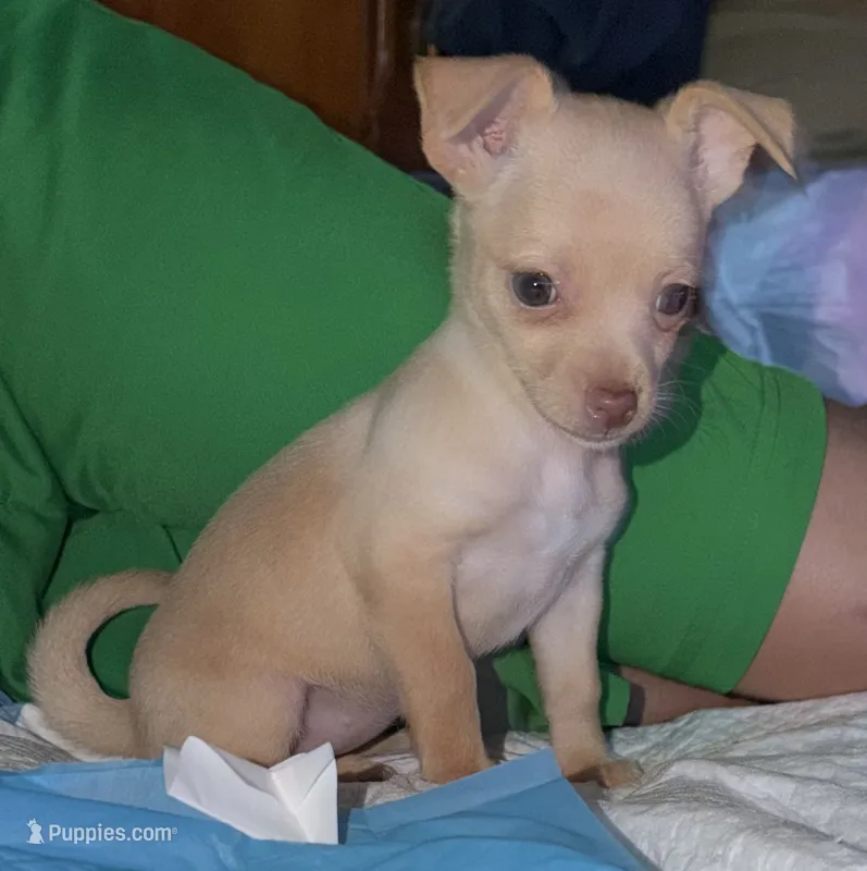 Kahlani's red female chihuahua pup – Chihuahua puppy for sale in Hopkins, MI