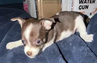 Female chihuahua pup (thin blaze) READY NOW, a female Chihuahua for sale in Hopkins, MI – 3 of 8
