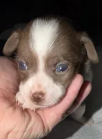 Male chihuahua pup - white chocolate and brown, a male Chihuahua for sale in Hopkins, MI – 2 of 5