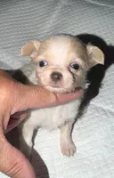 Longhair female fawn and white chihuahua pup, a female Chihuahua for sale in Hopkins, MI – 7 of 8