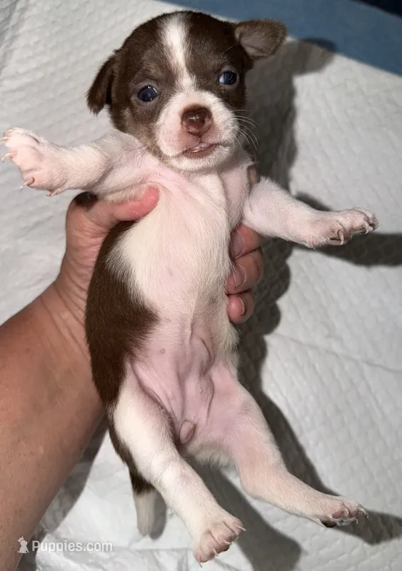 Female White, chocolate & tan chihuahua pup (thin blaze) – Chihuahua puppy for sale in Hopkins, MI