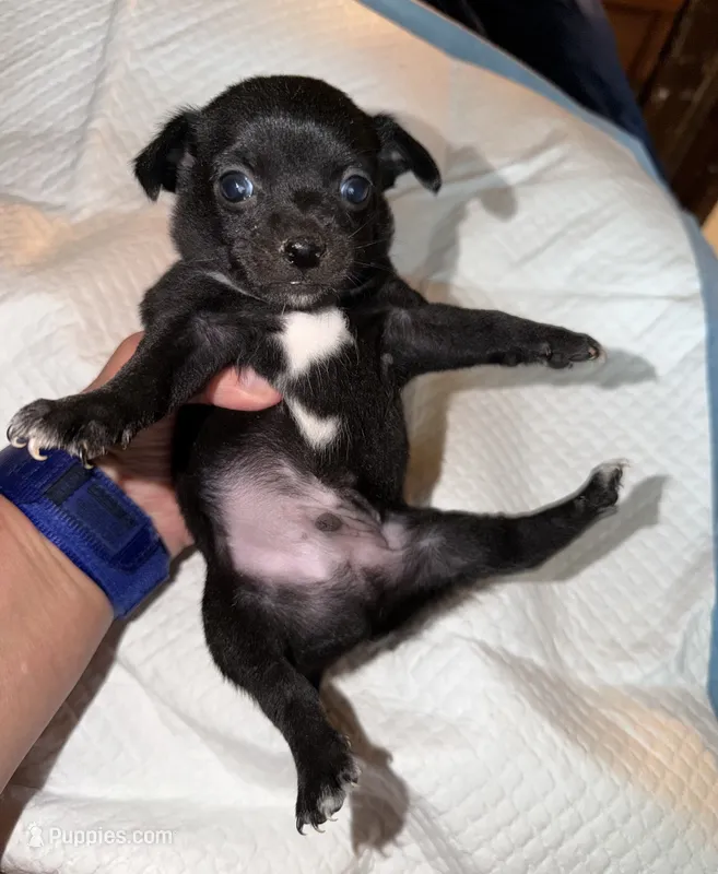 Shorthair black and white male chihuahua pup – Chihuahua puppy for sale in Hopkins, MI