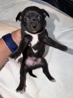 Shorthair black and white male chihuahua pup, a male Chihuahua for sale in Hopkins, MI – 6 of 7