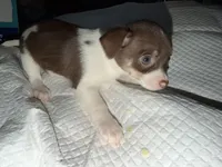 STAR chocolate & white female chihuahua pup (read description ), a female Chihuahua for sale in Benton Harbor, MI – Photo 10 of 10