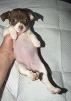 STAR chocolate & white female chihuahua pup (read description ), a female Chihuahua for sale in Benton Harbor, MI – Photo 6 of 10