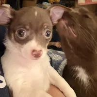 STAR chocolate & white female chihuahua pup (read description ), a female Chihuahua for sale in Benton Harbor, MI – Photo 5 of 10