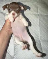 STAR chocolate & white female chihuahua pup (read description ), a female Chihuahua for sale in Benton Harbor, MI – Photo 4 of 10