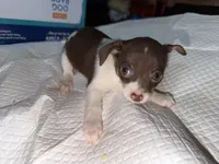 STAR chocolate & white female chihuahua pup (read description ), a female Chihuahua for sale in Benton Harbor, MI – Photo 8 of 10