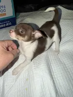 STAR chocolate & white female chihuahua pup (read description ), a female Chihuahua for sale in Benton Harbor, MI – Photo 9 of 10
