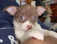 STAR chocolate & white female chihuahua pup (read description ), a female Chihuahua for sale in Benton Harbor, MI – Photo 1 of 10