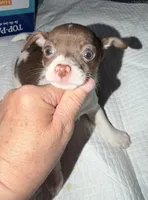 STAR chocolate & white female chihuahua pup (read description ), a female Chihuahua for sale in Benton Harbor, MI – Photo 3 of 10