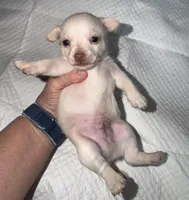 Male fawn chihuahua pup, a male Chihuahua for sale in Benton Harbor, MI – Photo 3 of 6