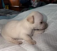 Male fawn chihuahua pup, a male Chihuahua for sale in Benton Harbor, MI – Photo 5 of 6