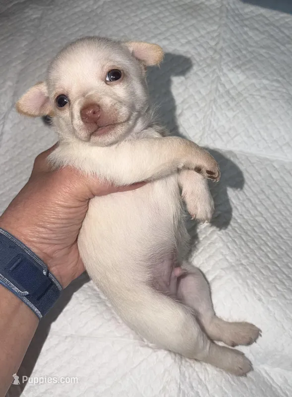 Male fawn chihuahua pup