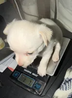 Male fawn chihuahua pup, a male Chihuahua for sale in Benton Harbor, MI – Photo 4 of 6