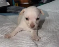 Male fawn chihuahua pup, a male Chihuahua for sale in Benton Harbor, MI – Photo 2 of 6