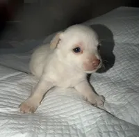 Male fawn chihuahua pup, a male Chihuahua for sale in Benton Harbor, MI – Photo 6 of 6