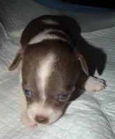 Female White, chocolate & tan chihuahua pup (thin blaze), a female Chihuahua for sale in Hopkins, MI – 6 of 6