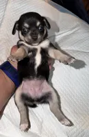 Shorthair black tri female chihuahua pup, a female Chihuahua for sale in Hopkins, MI – 1 of 6