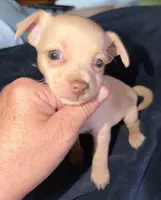 Kahlani's red female chihuahua pup, a female Chihuahua for sale in Hopkins, MI – 4 of 5