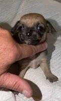 sable and white female chihuahua pup, a female Chihuahua for sale in Hopkins, MI – 5 of 7