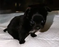 longhaired black and white female chihuahua pup, a female Chihuahua for sale in Hopkins, MI – 4 of 8