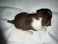 Male chihuahua pup - white chocolate and brown, a male Chihuahua for sale in Hopkins, MI – 5 of 5