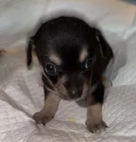 Shorthair black tri female chihuahua pup, a female Chihuahua for sale in Hopkins, MI – 6 of 6