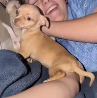 Kahlani's red female chihuahua pup READY NOW, a female Chihuahua for sale in Hopkins, MI – 4 of 10