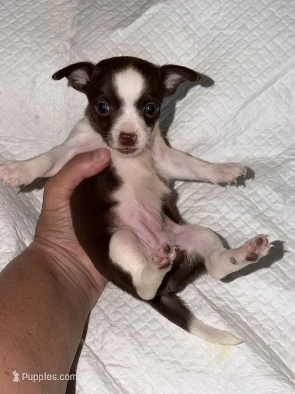 Female purebred chihuahua pup (wide blaze) – Chihuahua puppy for sale in Hopkins, MI